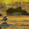 Skorec vodní - Cinclus cinclus - White-throated Dipper 6698